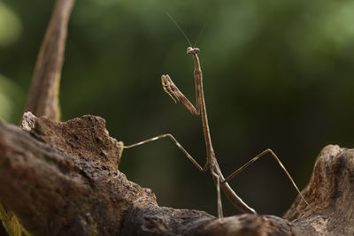 All about mantis species in borneo island