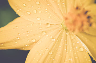 Macro shot of water drops on yellow flower