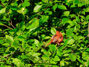 Butterfly on flower