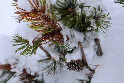 branch