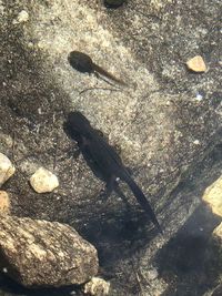 High angle view of lizard on rock