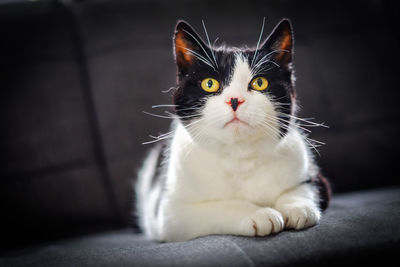 Close-up portrait of cat