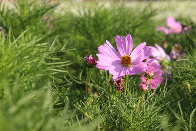 Close-up of pink flowering plant on field