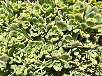 Full frame shot of plants