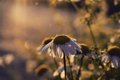 Close-up of white flower