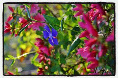 Close-up of pink flowers