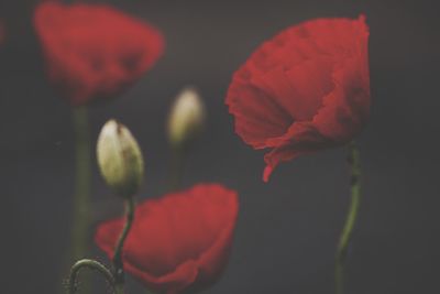 Close-up of red poppy flower