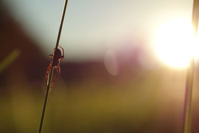 Close-up of insect on plant