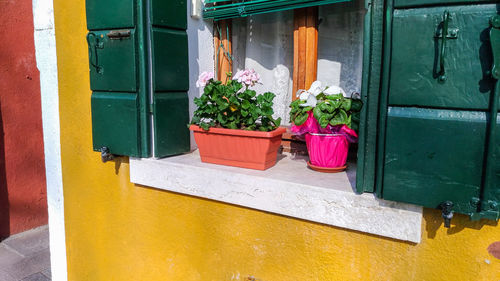 Potted plant by window of building