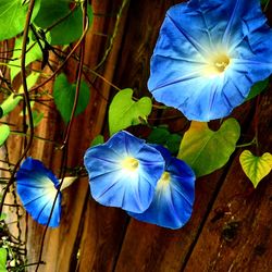 High angle view of fresh blue flower