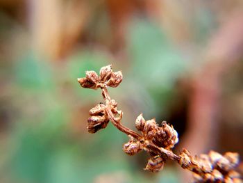 Close-up of wilted plant