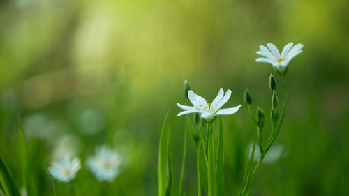 Close-up of white flowering plant