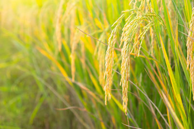 Close-up of wheat growing on field