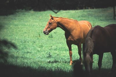 Horse standing in field