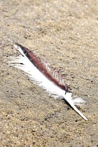 High angle view of feather on beach