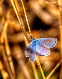 Close-up of butterfly