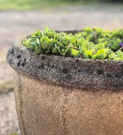 Close-up of potted plant growing on field