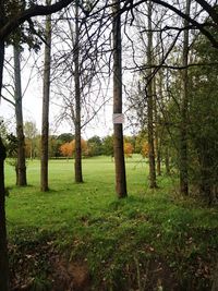 Trees on field in forest