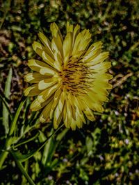 Close-up of yellow flowering plant