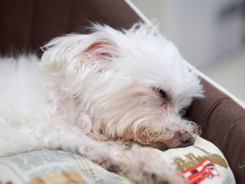 Close-up of dog resting at home