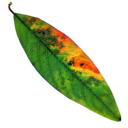 Close-up of green leaf on white background