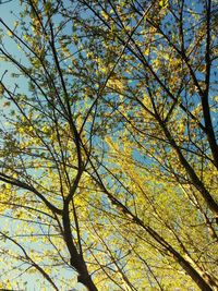 Low angle view of trees against sky