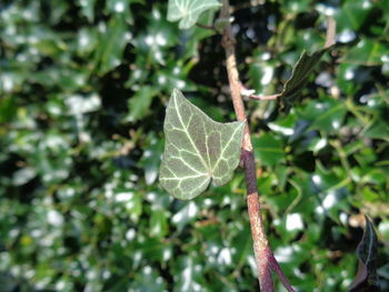 Close-up of leaf on tree