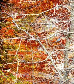 Bare trees in forest