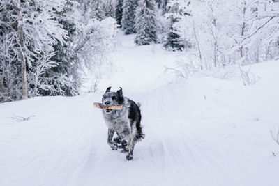 Dog running on snow field during winter
