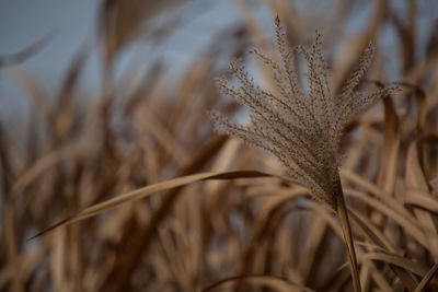 Close-up of plant