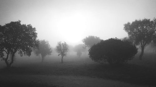 Trees on landscape against sky