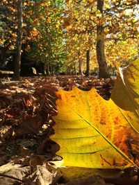 Autumn leaves on tree