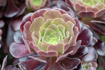 Close-up of succulent plant