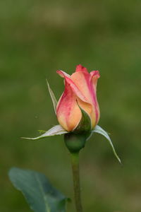 Close-up of rose bud