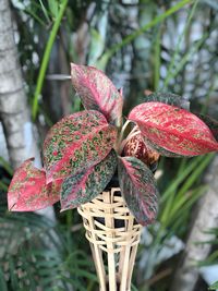 Close-up of pink flowering plant