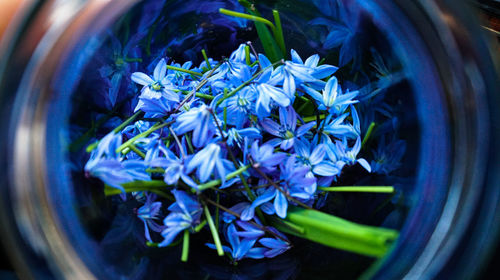 Close-up of blue flowering plant