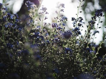 Close-up of plants against blurred background