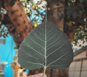 Close-up of maple leaf against blurred background