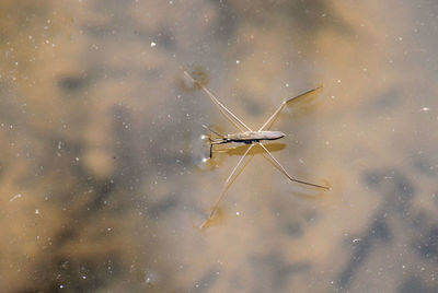 High angle view of water strider