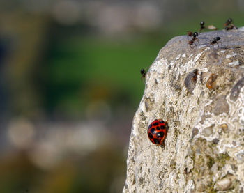 Close-up of ladybug and ants on white rock. blurred coloured bokeh background. 