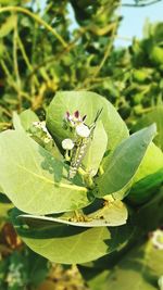 Close-up of insect on plant