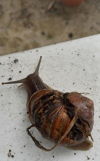 Close-up of snail on land