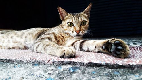 Portrait of cat lying down