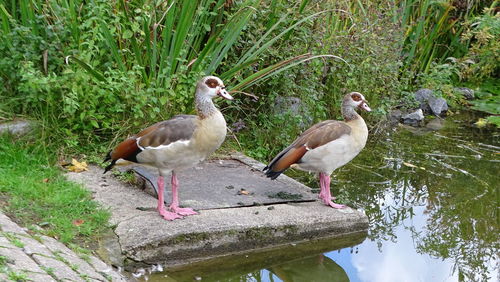 bird