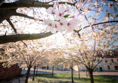 Cherry blossoms in spring