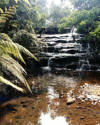 Scenic view of waterfall in forest