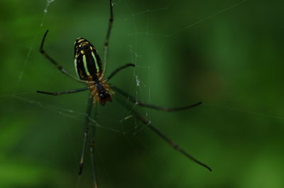 Close-up of spider on web