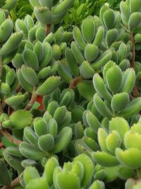 Full frame shot of succulent plant