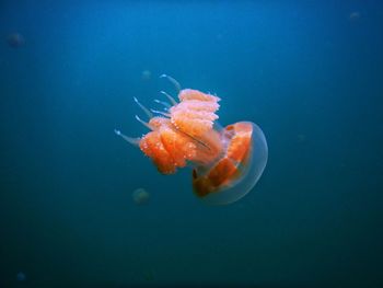 Close-up of jellyfish swimming in sea