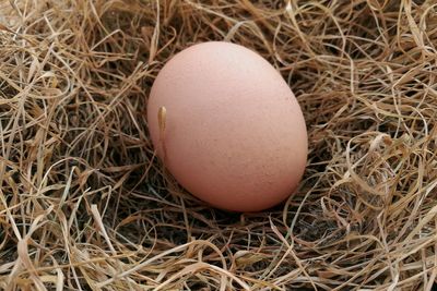 High angle view of egg on straw